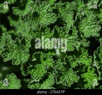 Natürliche abstrakte, zarte und fließende Formen Linien. Dunkelgrün. Hinterlässt Hintergrundstruktur. Stockfoto