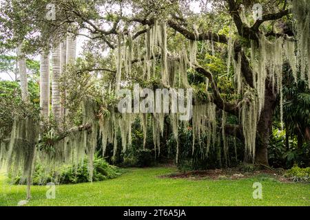 Der Kampong, National Tropical Botanical Garden in Miami, Florida: Landschaft mit wunderschönen Bäumen, Grünflächen und Himmel. Stockfoto