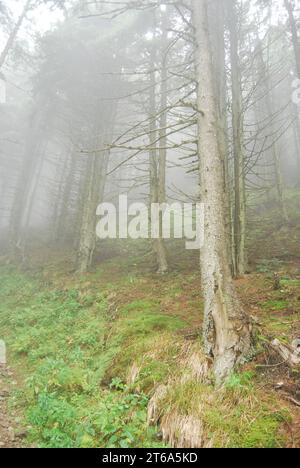 Eine malerische Landschaft aus einem nebeligen Wald mit einem Baum im Vordergrund und einem unbefestigten Pfad, der sich durch die Bäume im Hintergrund schlängelt Stockfoto