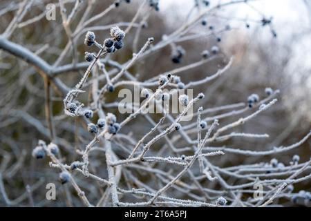 Winterliche Märchenlandschaft, Raureif auf Ästen, frostiger Morgen Stockfoto