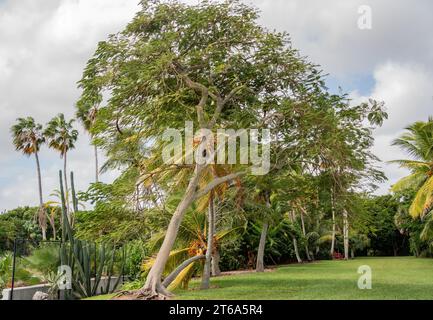 Der Kampong, National Tropical Botanical Garden in Miami, Florida: Landschaft mit wunderschönen Bäumen, Grünflächen und Himmel. Stockfoto