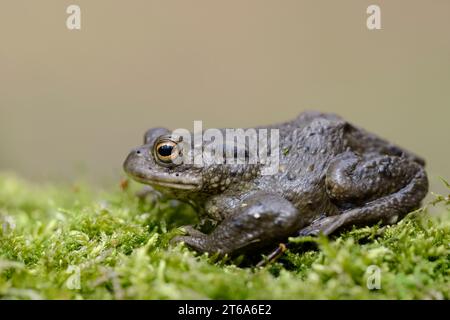 Europäische Kröte (Bufo bufo), Nordrhein-Westfalen, Deutschland | Erdkröte (Bufo bufo), Nordrhein-Westfalen, Deutschland Stockfoto