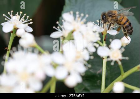Nahaufnahme einer Biene über kleinen weißen Blüten Stockfoto
