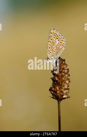 Gemein Blau (Polyommatus icarus), Nordrhein-Westfalen, Deutschland | Hauhechel-Bläuling (Polyommatus icarus) mit Tautropfen, Nordrhein-Westfalen Stockfoto