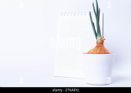 Pflanzen im Labor anbauen. Grüne Zwiebeln auf weißem Hintergrund. Pestizide, Herbizide und Düngemittel für die Pflanzenernährung. Stockfoto