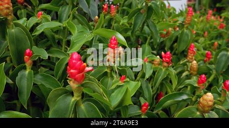 Nahaufnahme einer tropischen Pflanze namens Costus woodsonii oder Pacing Pentul. Er hat rote Blüten wie Lippenstift mit kleinen grünen Blättern. Stockfoto
