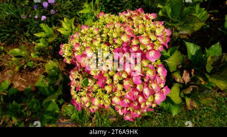 Nahaufnahme der rosafarbenen Hortensie-Macrophylla-Blüten (gebräuchliche Namen Hortensie oder hortensia) auf grünem Blatthintergrund. Stockfoto