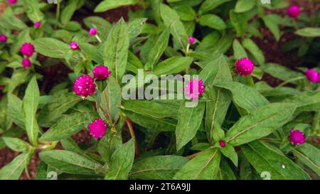 Amaranth der purpurnen Kugel im Garten. (Gomphrena globosa, Bachelor-Knopf) Stockfoto