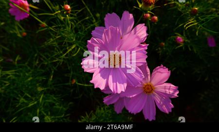 Schöne Kosmos Blumen blühen im Garten. Blick von oben auf kosmos Blumen, rosa Farbe. Stockfoto