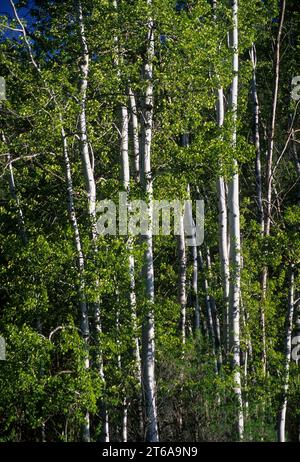 Aspen, Methow Wildlife Area, Washington Stockfoto