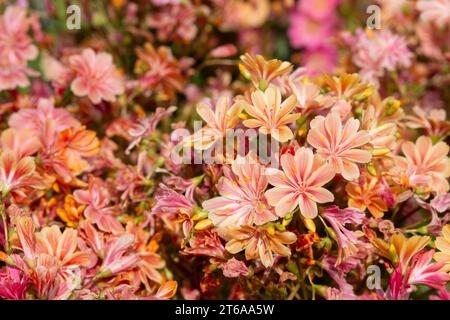 Imperial Lewisia Flowers, Lewisia Cotyledon Stockfoto