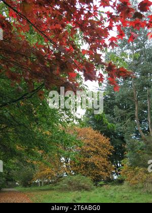 Herbstliche Farben in der Landschaft des National Trust Anwesens, Stoneywell; die Blätter einer Acer sind ein tiefbronzenes Rot. Stockfoto
