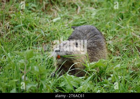 Nutria, (Myocastor coypus), Nordrhein-Westfalen, Deutschland, Neozoon in Germany | Nutria (Myocastor coypus), Nordrhein-Westfalen, Deutschland Stockfoto
