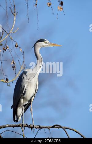 Graureiher (Ardea cinerea), Nordrhein-Westfalen, Deutschland | Graureiher (Ardea cinerea), Nordrhein-Westfalen, Deutschland Stockfoto