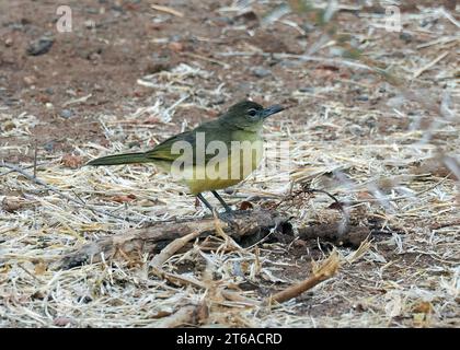 Gelbbauchbäuchlein, Gelbbauchbülbül, Bulbul à poitrine jaune, Chlorocichla flaviventris, sárgahasú bülbül, Zambezi-Nationalpark, Simbabwe Stockfoto