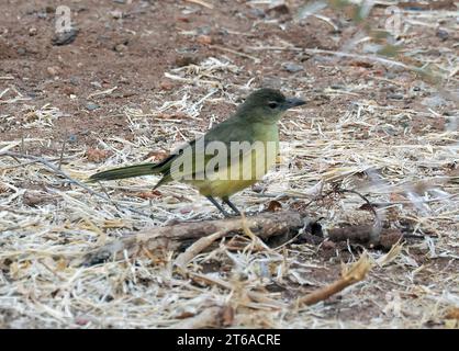 Gelbbauchbäuchlein, Gelbbauchbülbül, Bulbul à poitrine jaune, Chlorocichla flaviventris, sárgahasú bülbül, Zambezi-Nationalpark, Simbabwe Stockfoto