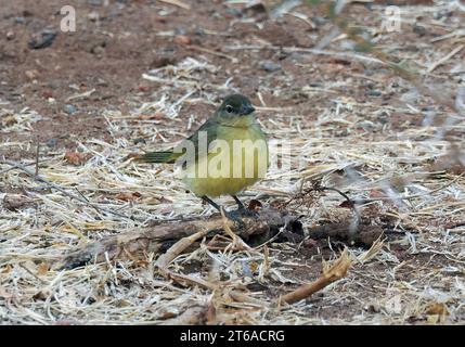 Gelbbauchbäuchlein, Gelbbauchbülbül, Bulbul à poitrine jaune, Chlorocichla flaviventris, sárgahasú bülbül, Zambezi-Nationalpark, Simbabwe Stockfoto