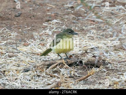 Gelbbauchbäuchlein, Gelbbauchbülbül, Bulbul à poitrine jaune, Chlorocichla flaviventris, sárgahasú bülbül, Zambezi-Nationalpark, Simbabwe Stockfoto