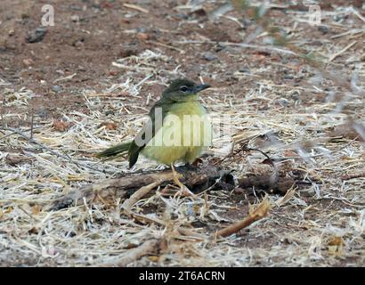 Gelbbauchbäuchlein, Gelbbauchbülbül, Bulbul à poitrine jaune, Chlorocichla flaviventris, sárgahasú bülbül, Zambezi-Nationalpark, Simbabwe Stockfoto