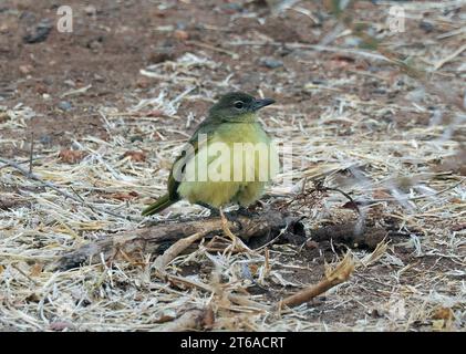 Gelbbauchbäuchlein, Gelbbauchbülbül, Bulbul à poitrine jaune, Chlorocichla flaviventris, sárgahasú bülbül, Zambezi-Nationalpark, Simbabwe Stockfoto