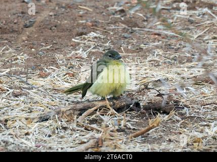 Gelbbauchbäuchlein, Gelbbauchbülbül, Bulbul à poitrine jaune, Chlorocichla flaviventris, sárgahasú bülbül, Zambezi-Nationalpark, Simbabwe Stockfoto