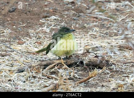 Gelbbauchbäuchlein, Gelbbauchbülbül, Bulbul à poitrine jaune, Chlorocichla flaviventris, sárgahasú bülbül, Zambezi-Nationalpark, Simbabwe Stockfoto