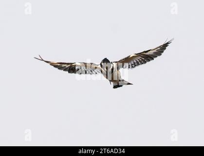 rattenvogel, Graufischer, Martin-pêcheur-Kuchen, Ceryle rudis rudis, tarka halkapó, Sambesi-Nationalpark, Simbabwe, Afrika Stockfoto