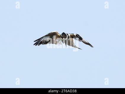 rattenvogel, Graufischer, Martin-pêcheur-Kuchen, Ceryle rudis rudis, tarka halkapó, Sambesi-Nationalpark, Simbabwe, Afrika Stockfoto