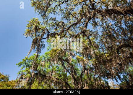 Lebende Eiche mit spanischem Moos in Savannah, Georgia, USA Stockfoto