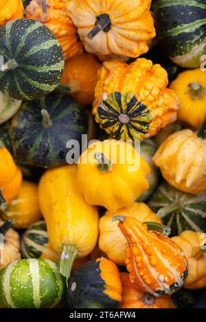 Verschiedene Sorten von Kürbis Stockfoto