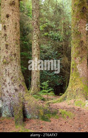 Eine junge Eibe, die zwischen den Wurzeln der Tannen im Ardcastle Wood in der Nähe von Lochgair, Argyll & Bute, Schottland, aufwächst Stockfoto