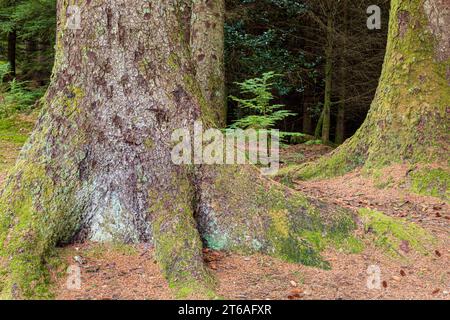 Eine junge Eibe, die zwischen den Wurzeln der Tannen im Ardcastle Wood in der Nähe von Lochgair, Argyll & Bute, Schottland, aufwächst Stockfoto