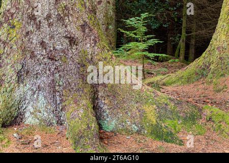 Eine junge Eibe, die zwischen den Wurzeln der Tannen im Ardcastle Wood in der Nähe von Lochgair, Argyll & Bute, Schottland, aufwächst Stockfoto