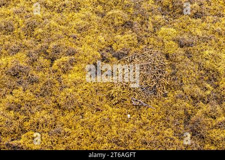 Algen in Tarbert, Argyll & Bute, Schottland, Großbritannien Stockfoto