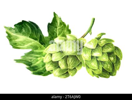 Frischer grüner Hopfen (Humulus lupulus) und Hopfenblatt. Handgezeichnete Aquarellillustration isoliert auf weißem Hintergrund Stockfoto