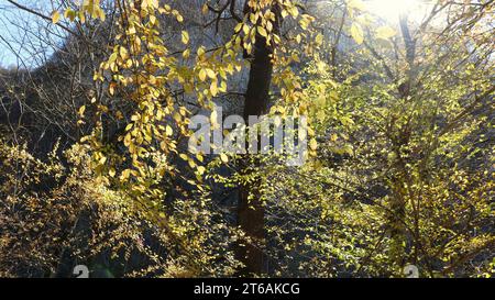 goldenes Laub im Wind im Herbstwald als natürliches Licht, gelbe Baumblätter beleuchtet durch Sonnenlicht, Herbstabstraktion Stockfoto