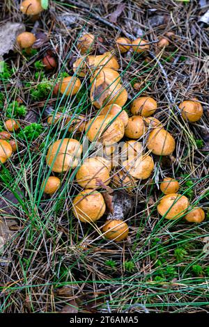 Junge Ziegenpilze im Sommerwald Stockfoto