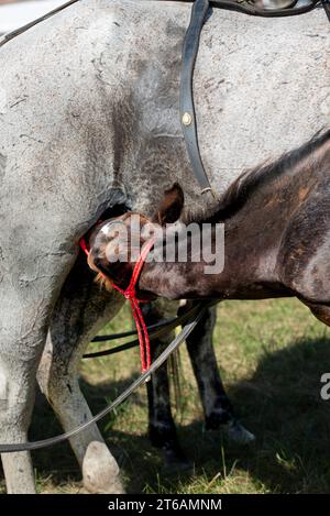 Die Stute saugt ihr Fohlen auf einem Feld. Ein sehr junges Fohlen und eine Mutter melken. Stockfoto