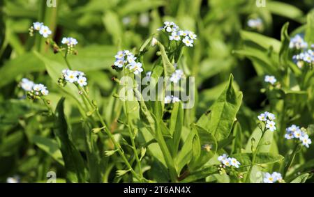 Der Forget-Me-Not-Sumpf (Myosotis skorpioides) wächst in freier Wildbahn an den Ufern des Stausees Stockfoto