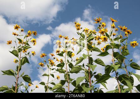 Die Jerusalem-Artischocke (Helianthus tuberosus) wächst auf offenem Boden im Garten Stockfoto