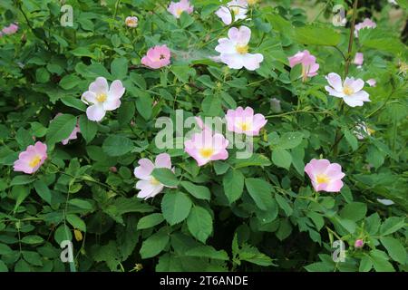 Im Frühling blüht der wilde Rosenbusch Stockfoto