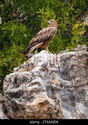 Buteo rufinus (Buteo rufinus) auf einem Felsvorsprung in der Republik Zypern. Stockfoto