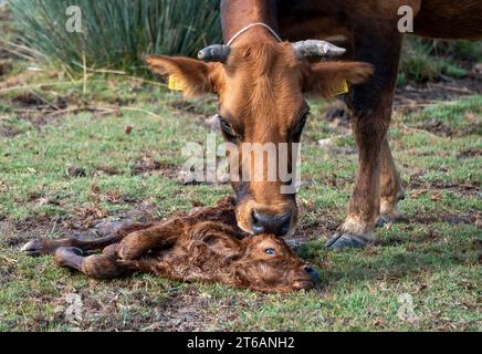 Kuh und neugeborenes Kalb, Akrotiri Marsch, Zypern. Stockfoto