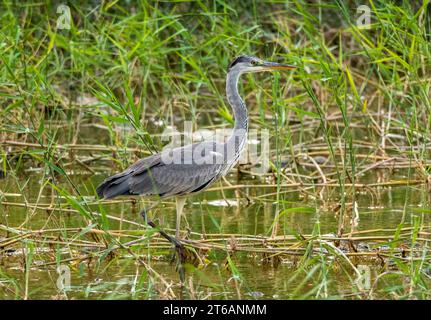 Graureiher (ardea cinerea), der die Beute Agia Varvara, Zypern verfolgt Stockfoto