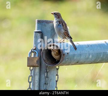 Ein Paar spanischer Spatzen (Passer hispaniolensis) auf einem Metallrohrzaun in Akrotiri, Zypern Stockfoto