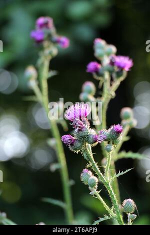 Die Distel (Carduus acanthoides) wächst in der Wildnis im Sommer Stockfoto