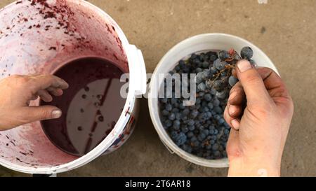 Die Hände des Bauern nehmen einen Haufen roter Trauben aus einem weißen Eimer und pflücken die Beeren in einen anderen Plastikbehälter, um die Trauben zu sortieren Stockfoto