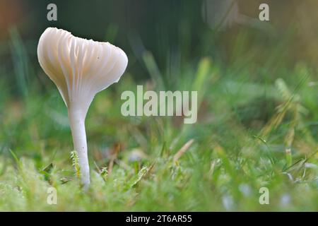 Weißer herbstlicher Wildpilz in Gras und Moos. Auf der Wiese wachsen. Grün verschwommener Hintergrund. Tschechische republik Natur. Stockfoto