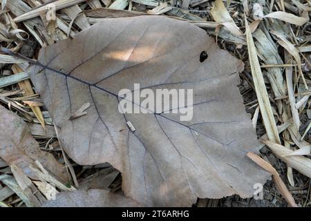 Hintergrund der trockenen Teakholzblätter im Garten, tagsüber im Dorf Masolo Pinrang Stockfoto