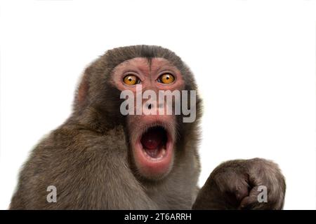 Überraschter Affe mit großen Augen isoliert auf weißem Hintergrund Stockfoto